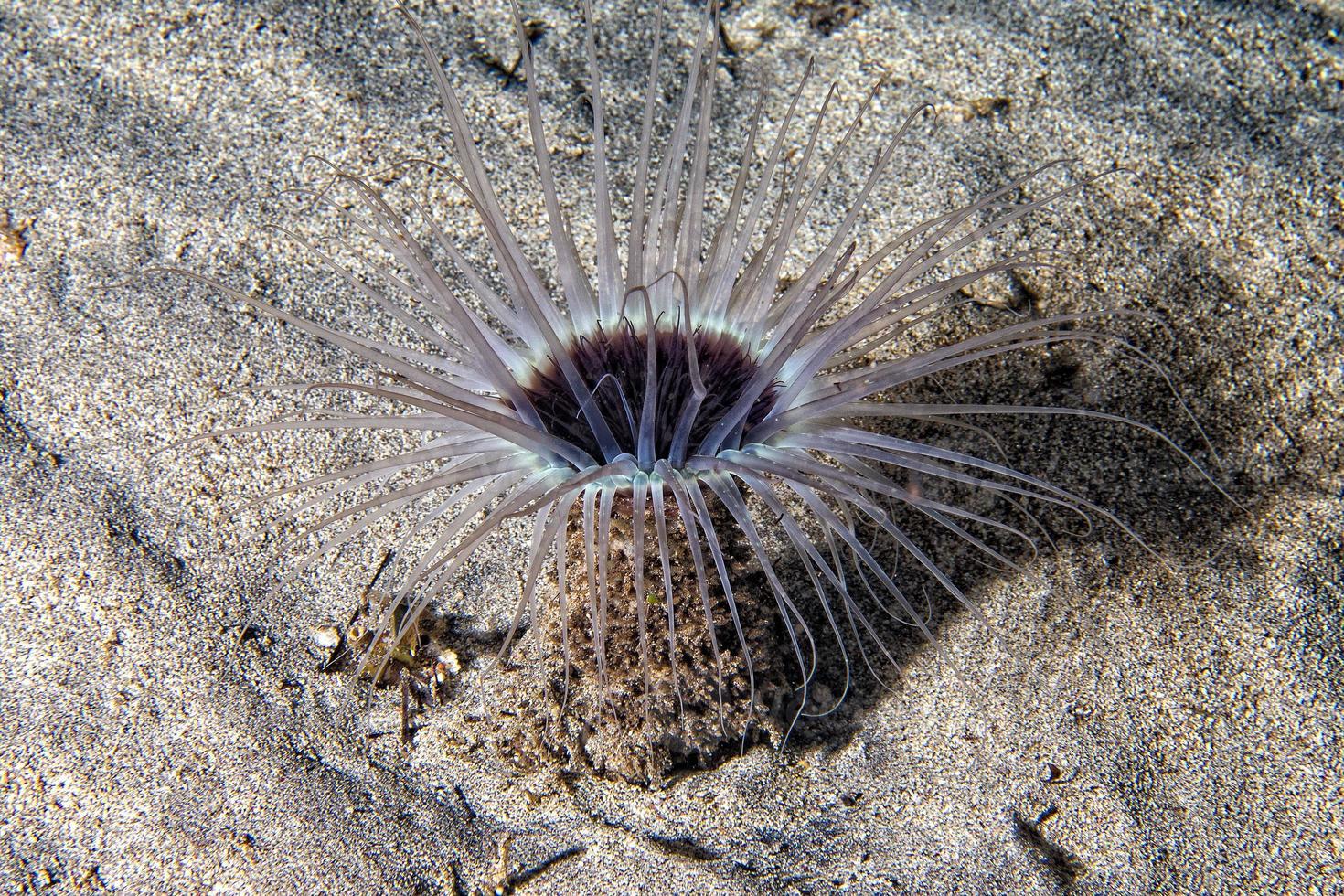 un gusano de flor amarilla de mar submarino ceriantus en cebu filipinas foto