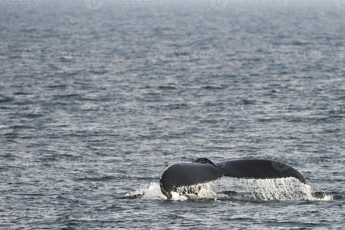 Humpback whale tail photo