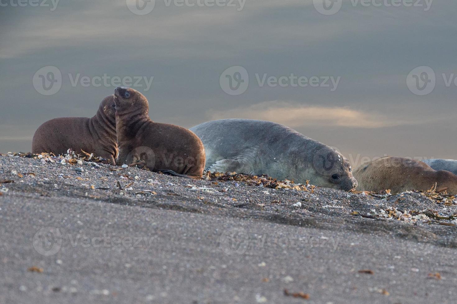 elephant seal  on the beach in patagonia photo
