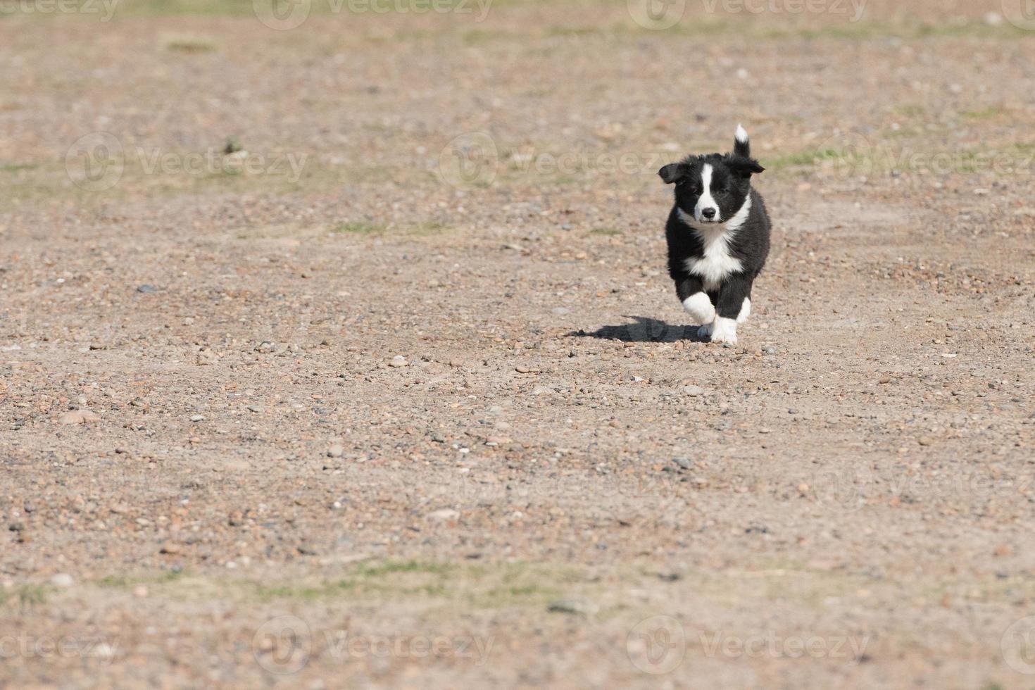 border collie puppy dog portrait looking at you photo