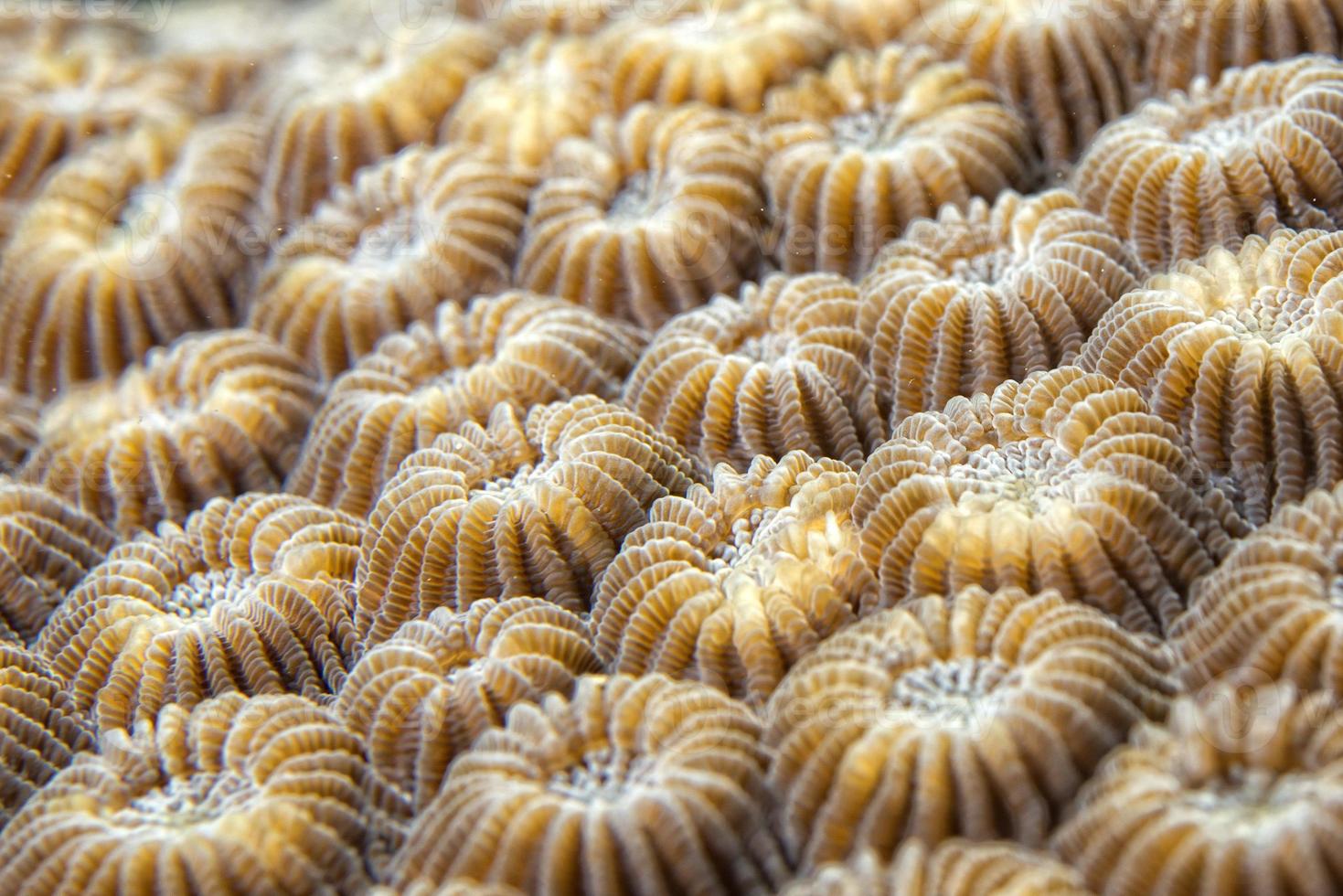 hard coral detail photo