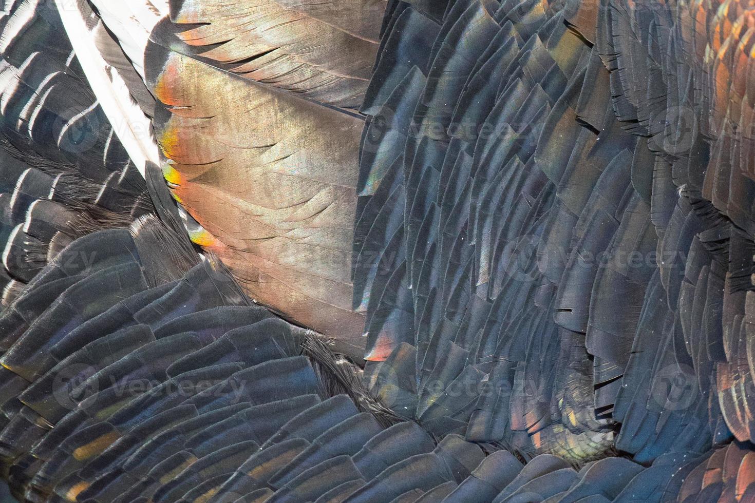 Turkey feathers rainbow metallic background photo