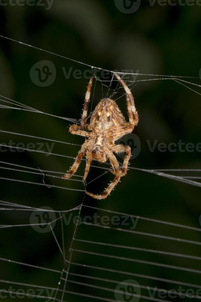 Spider hanging from its web photo