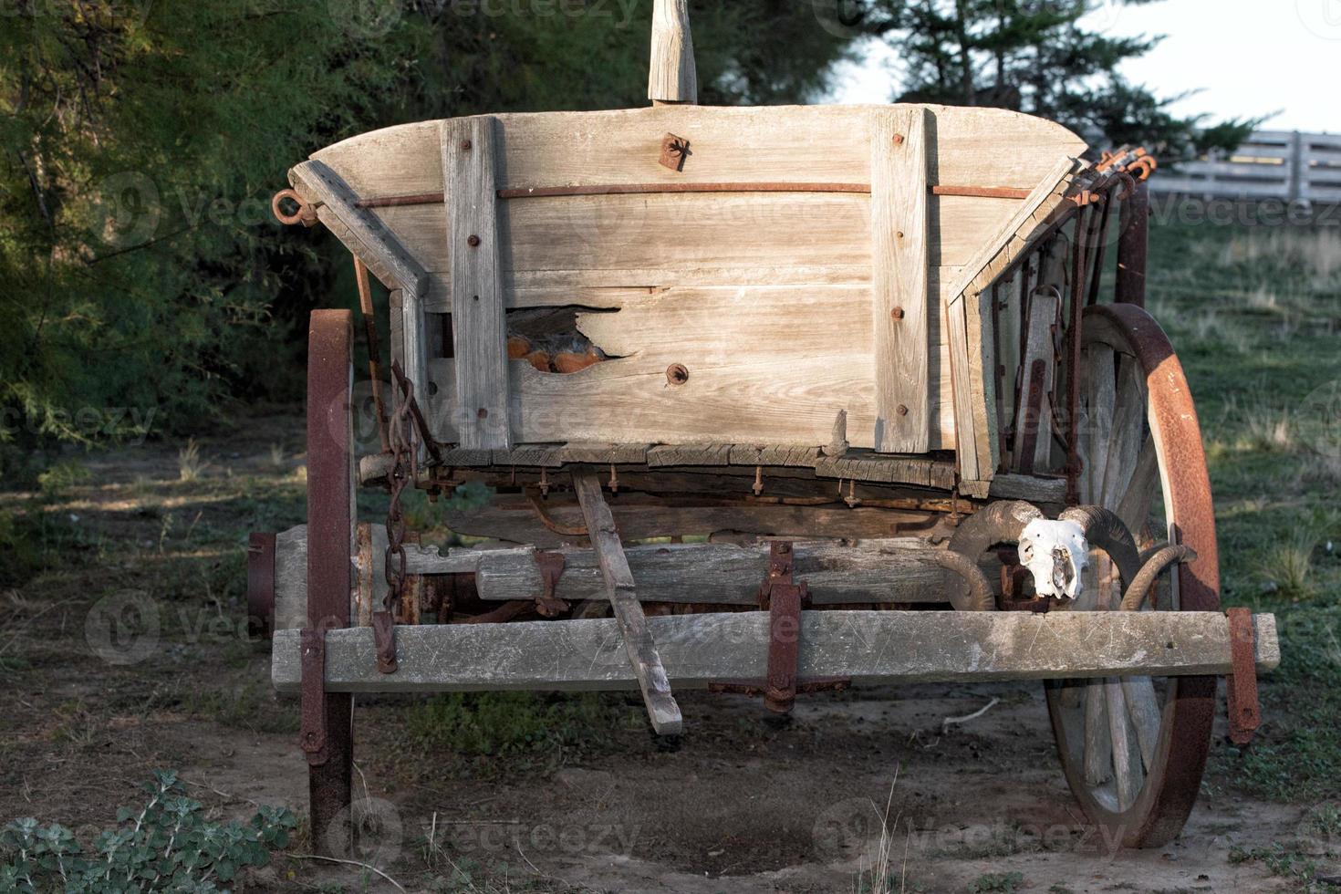 sheep skull on far west wagon photo