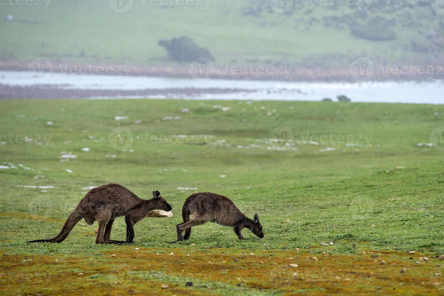 Kangaroo in kangaroo island Australia before bush fire photo