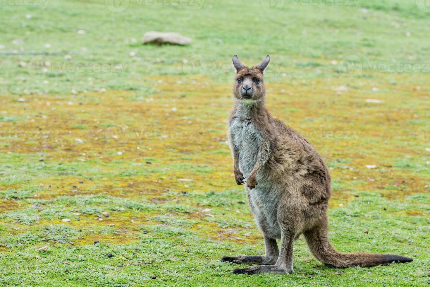 kangaroo portrait close up portrait look at you photo