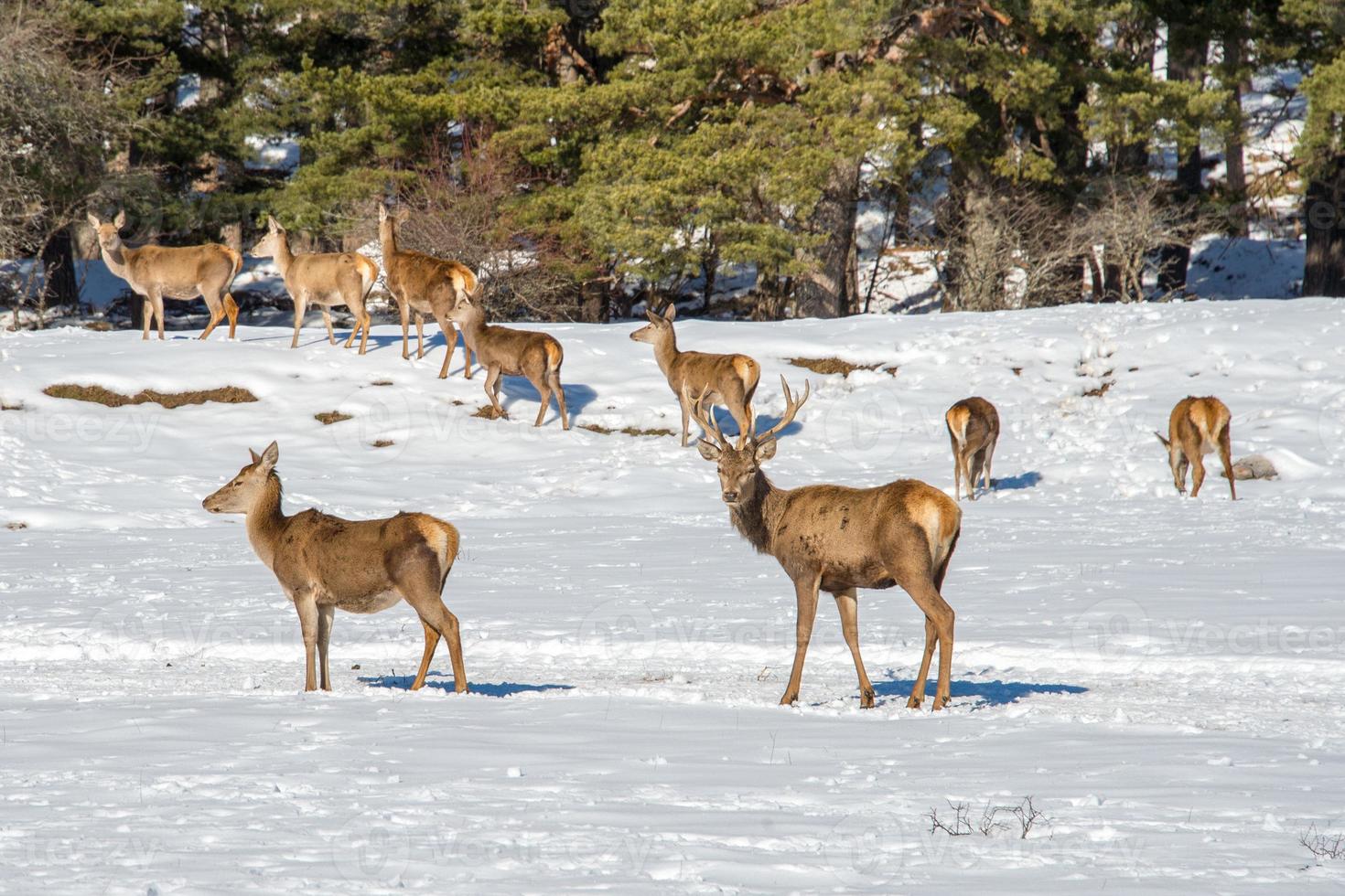 Deer on the snow background photo