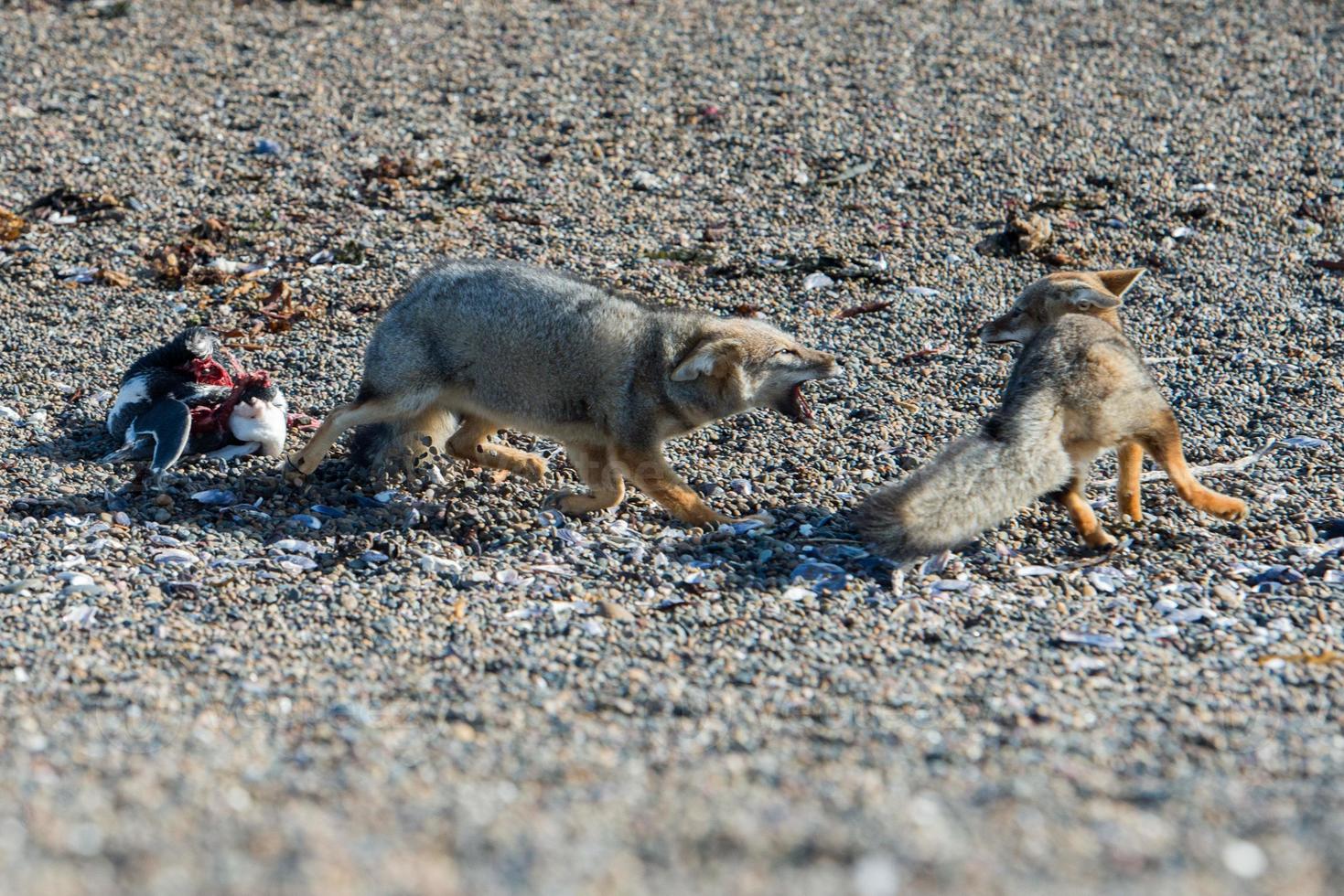 grey fox eating a penguin on the beach photo