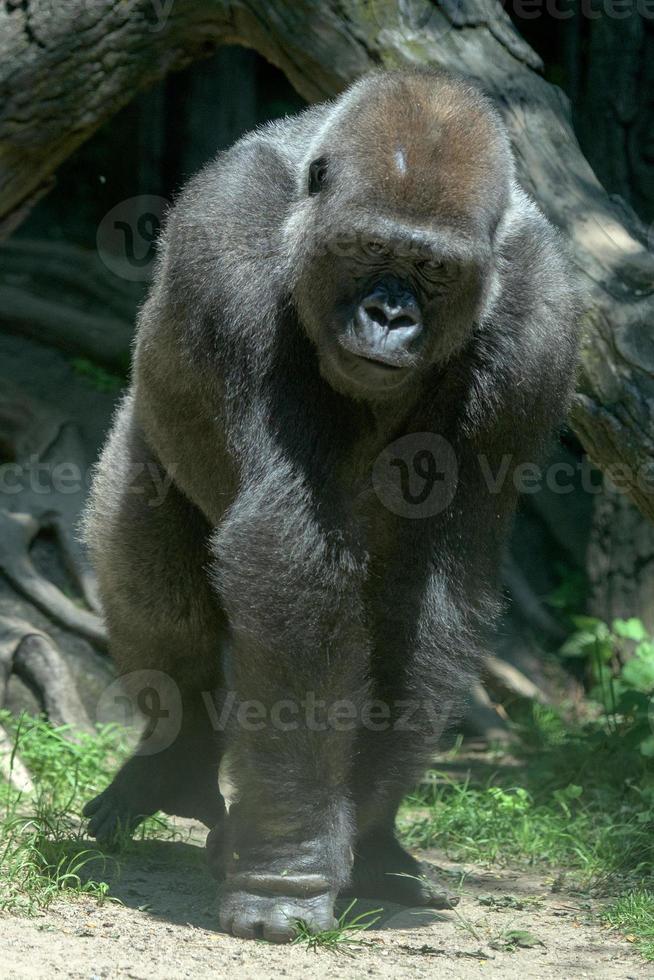 gorilla ape monkey close up portrait photo