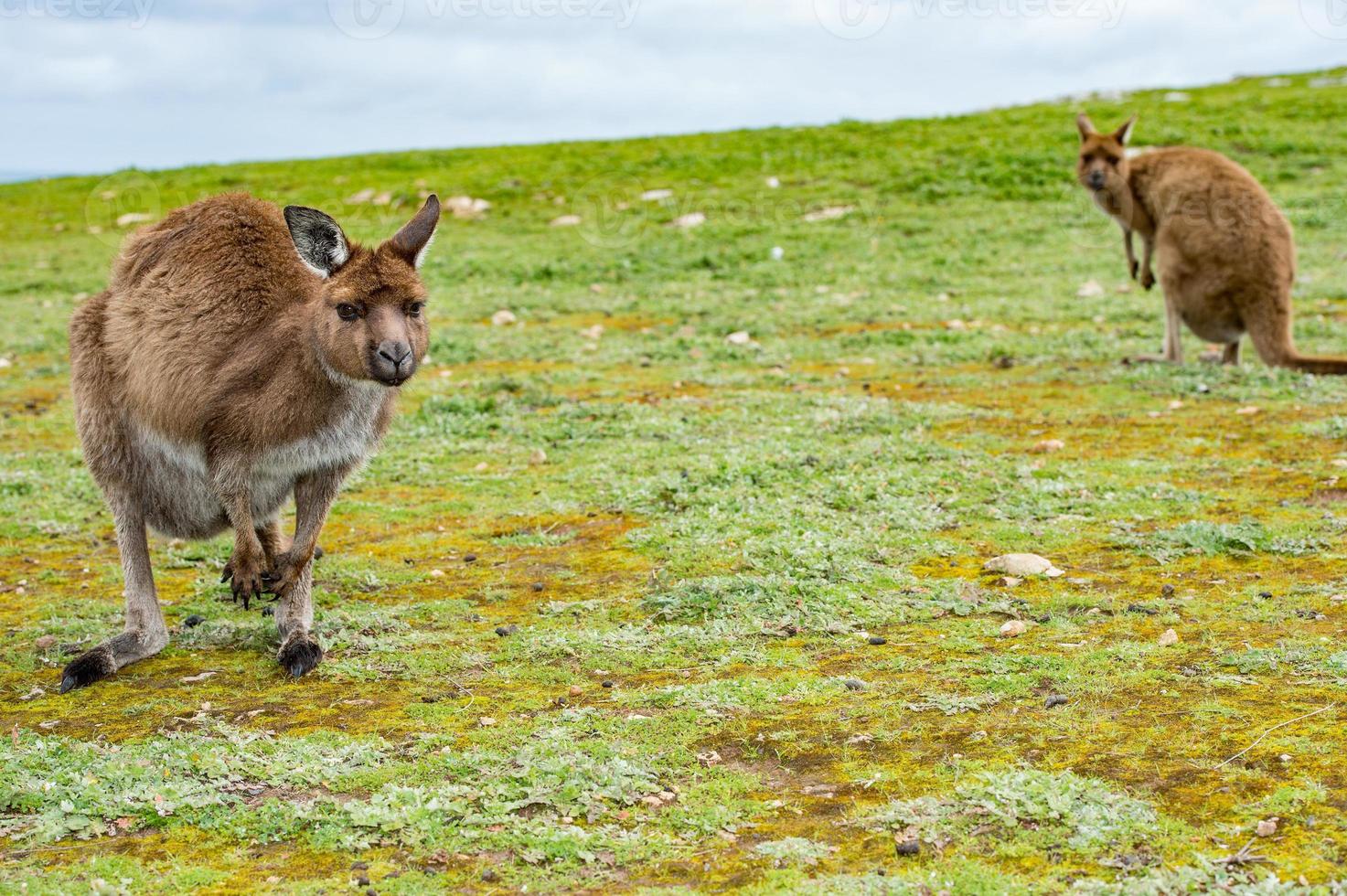 Kangaroo looking at you on the grass photo