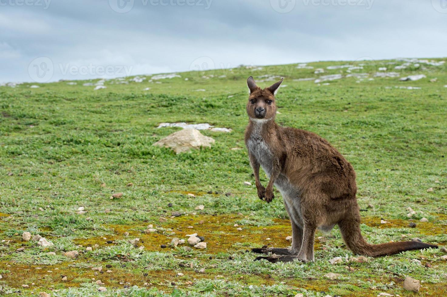 Puzzled kangaroo portrait close up portrait photo