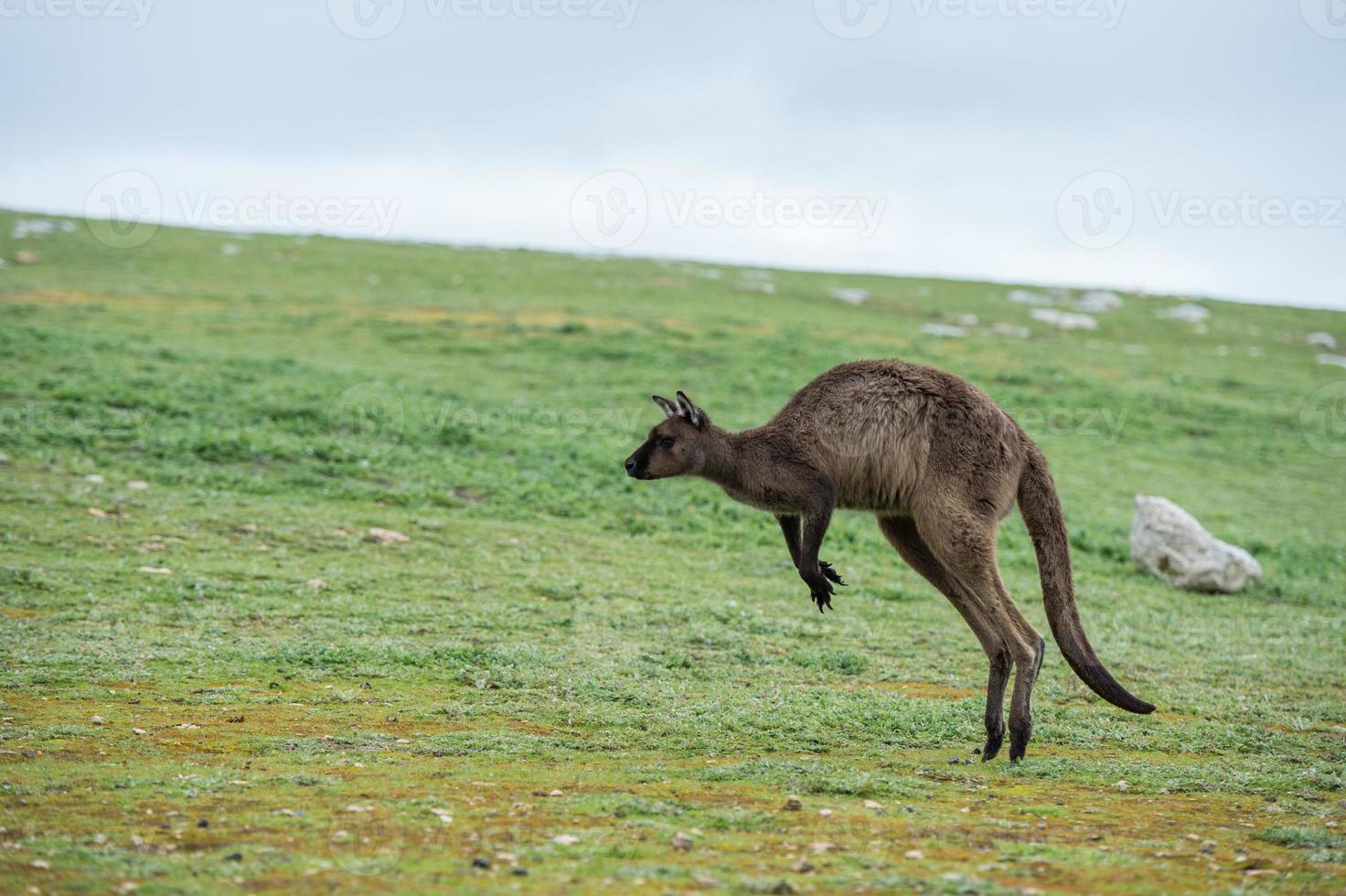 Kangaroo portrait while jumping on grass photo