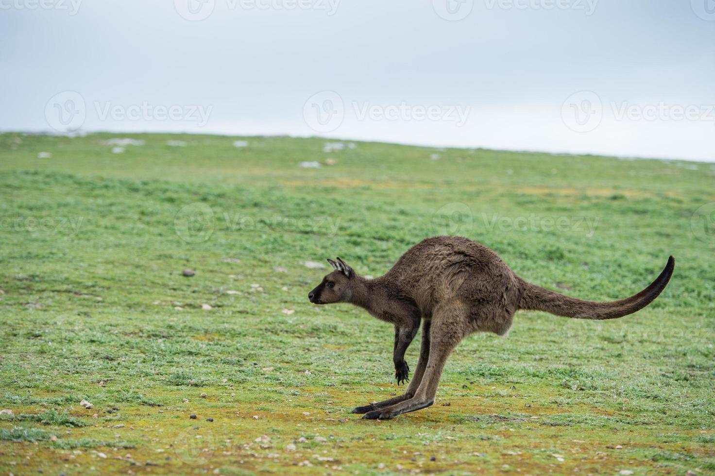 Kangaroo portrait while jumping photo