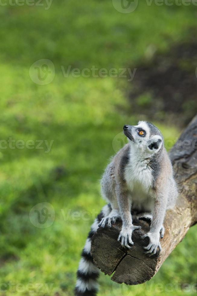 lemur monkey in the zoo photo