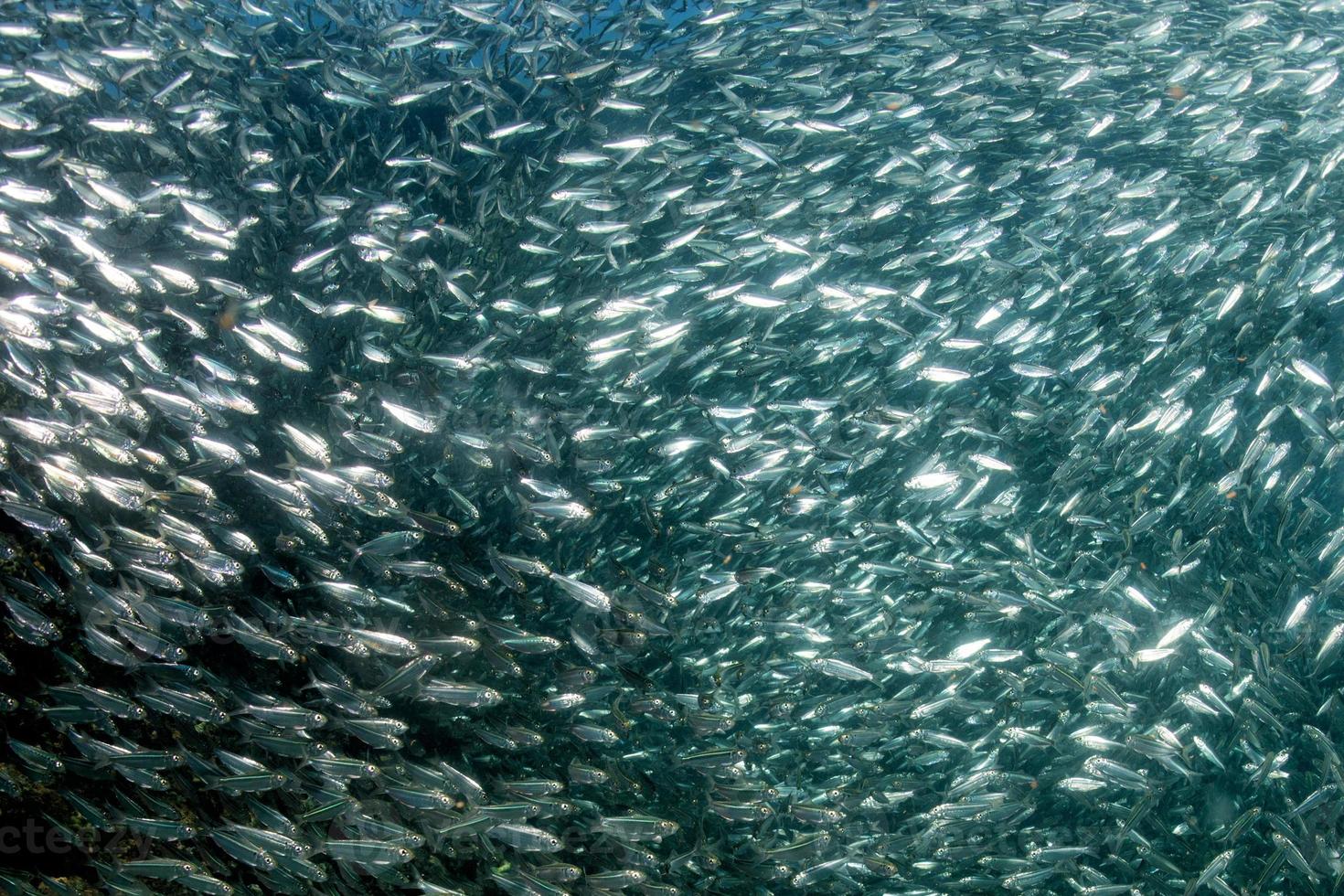 Entering Inside sardine school of fish underwater photo