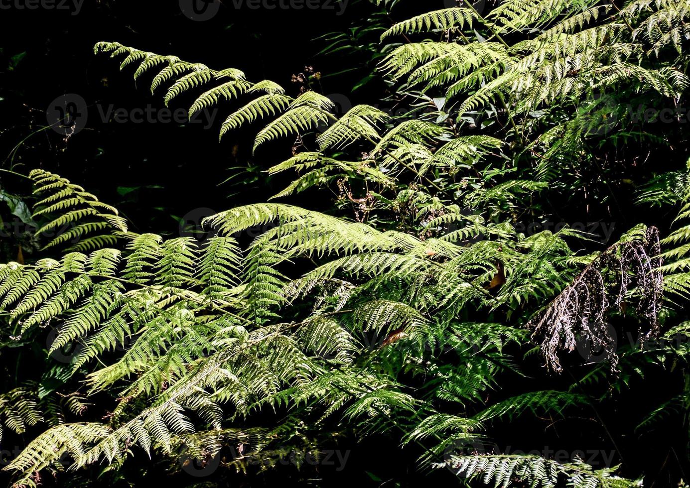 View of the forest photo