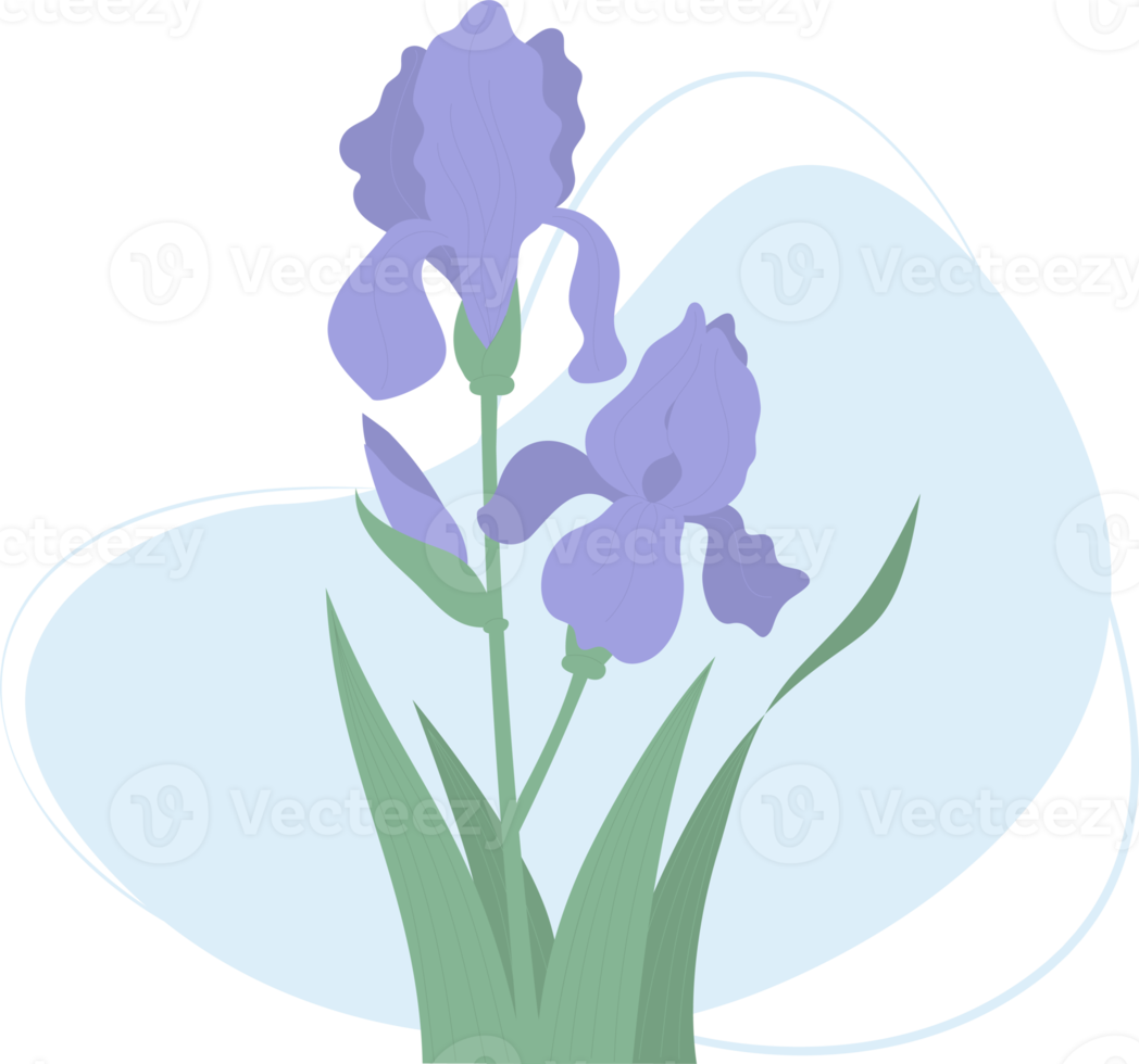 bloeiend iris bloem png