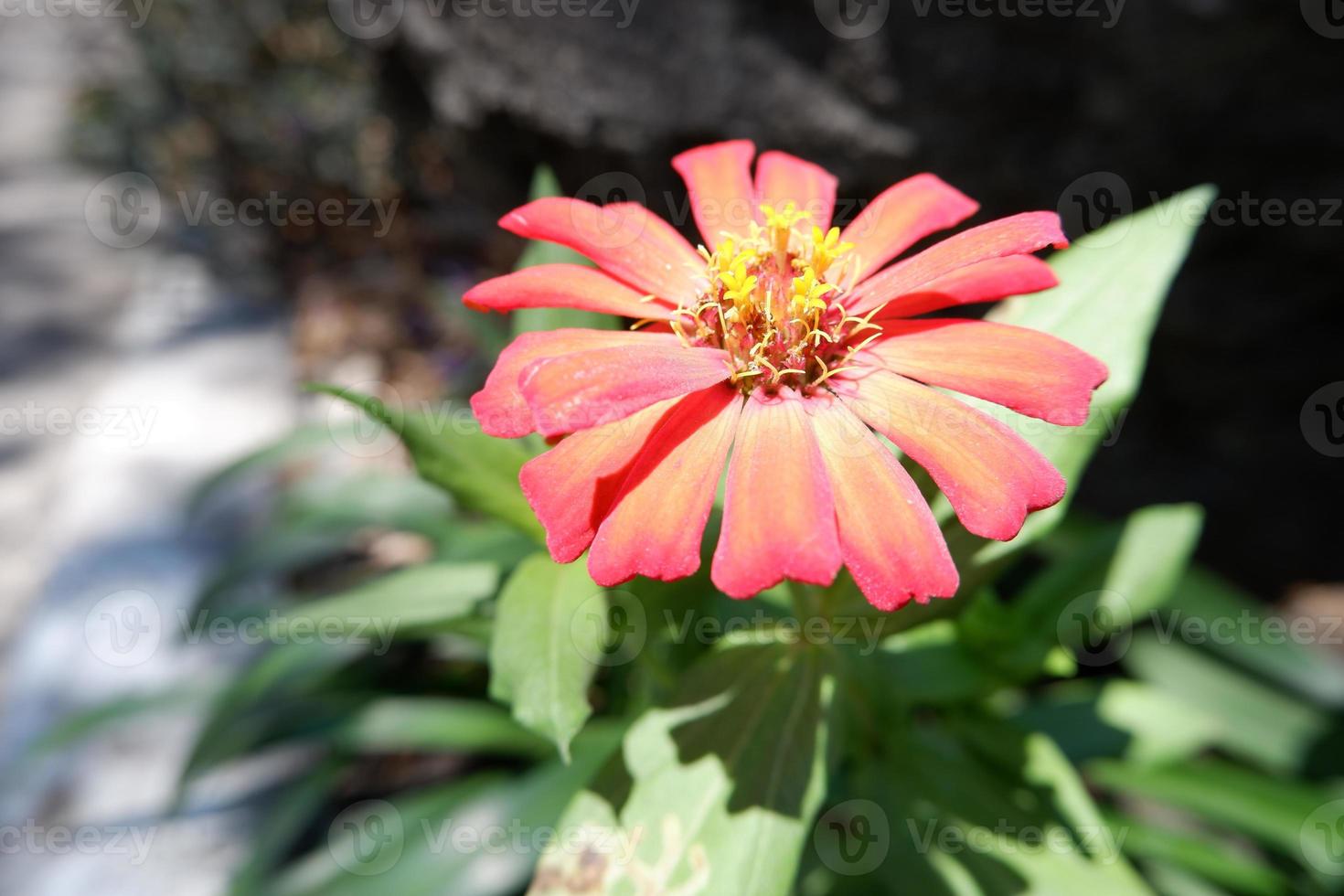 beautiful fresh flowers as a background photo