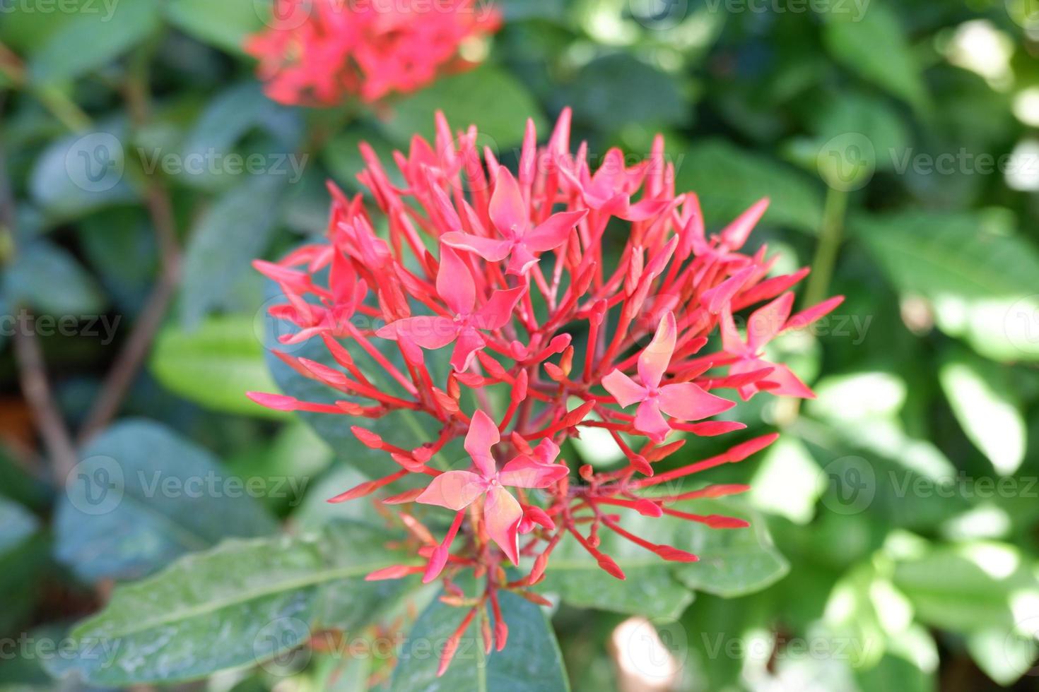 beautiful fresh flowers as a background photo