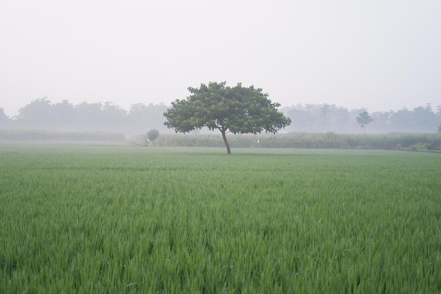beautiful natural green panorama as a background photo