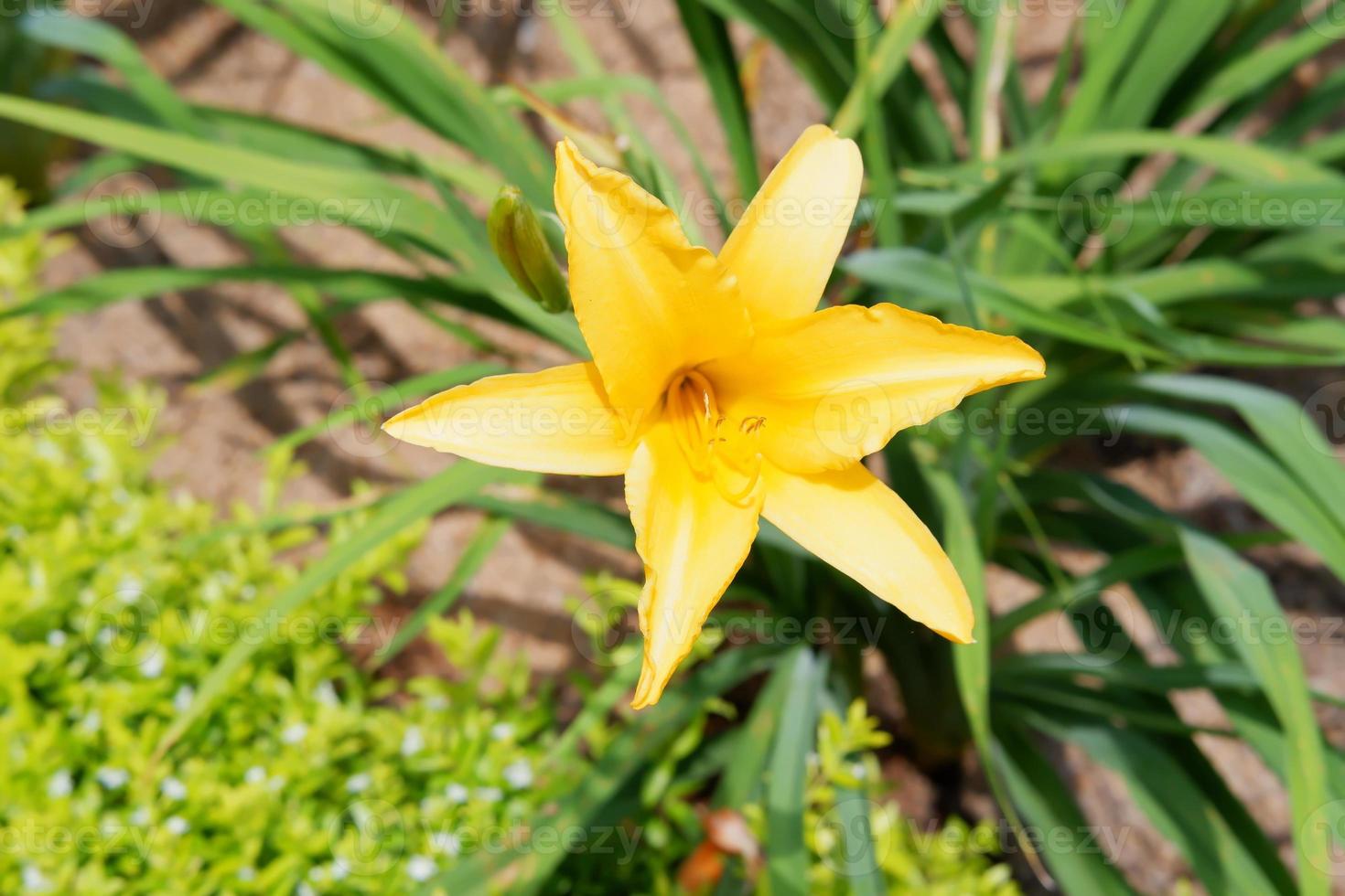 beautiful fresh flowers as a background photo