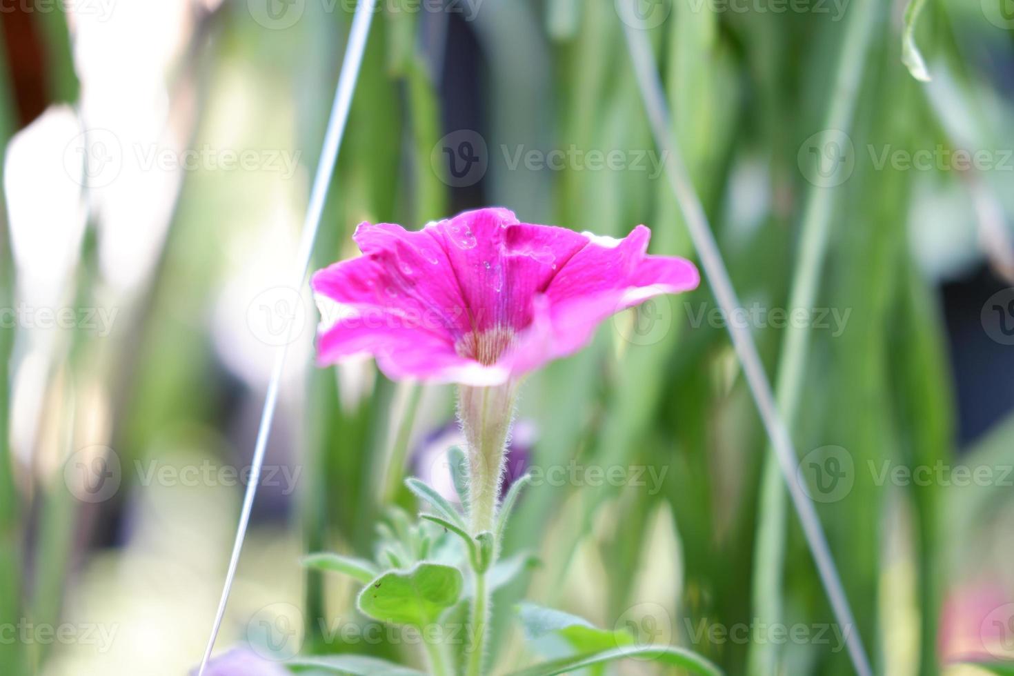 beautiful fresh flowers as a background photo