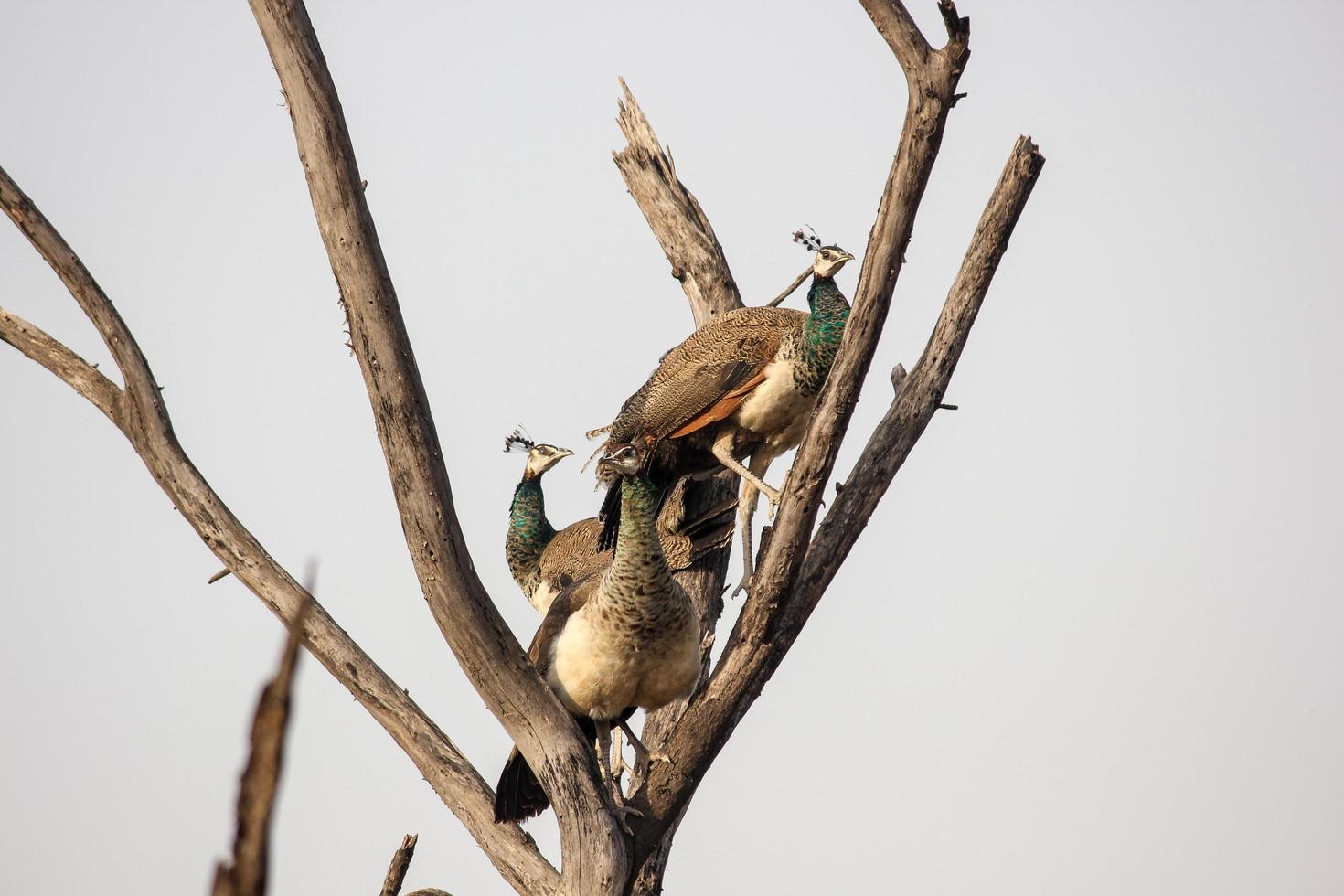 Peacocks on a tree photo