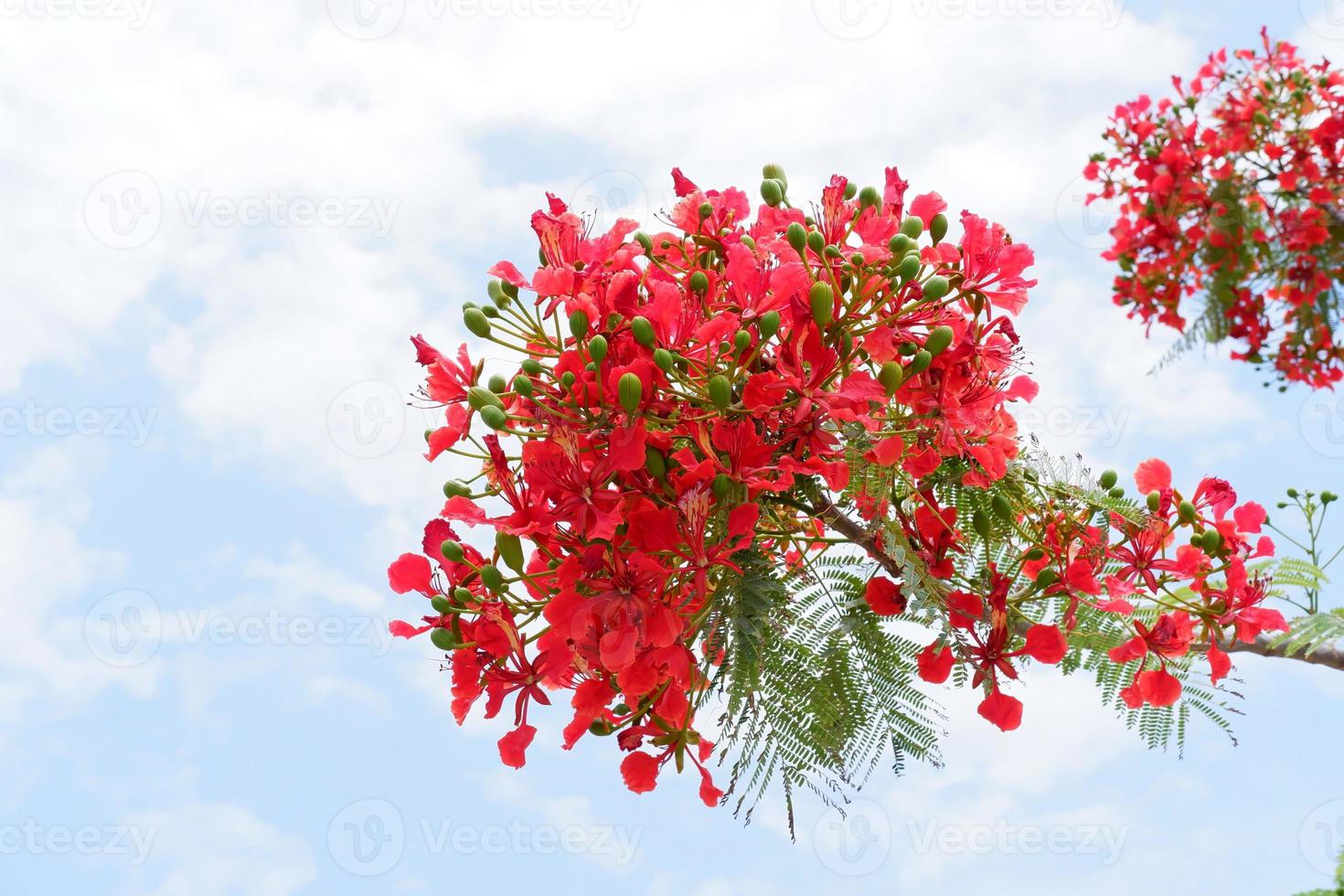 beautiful fresh flowers as a background photo