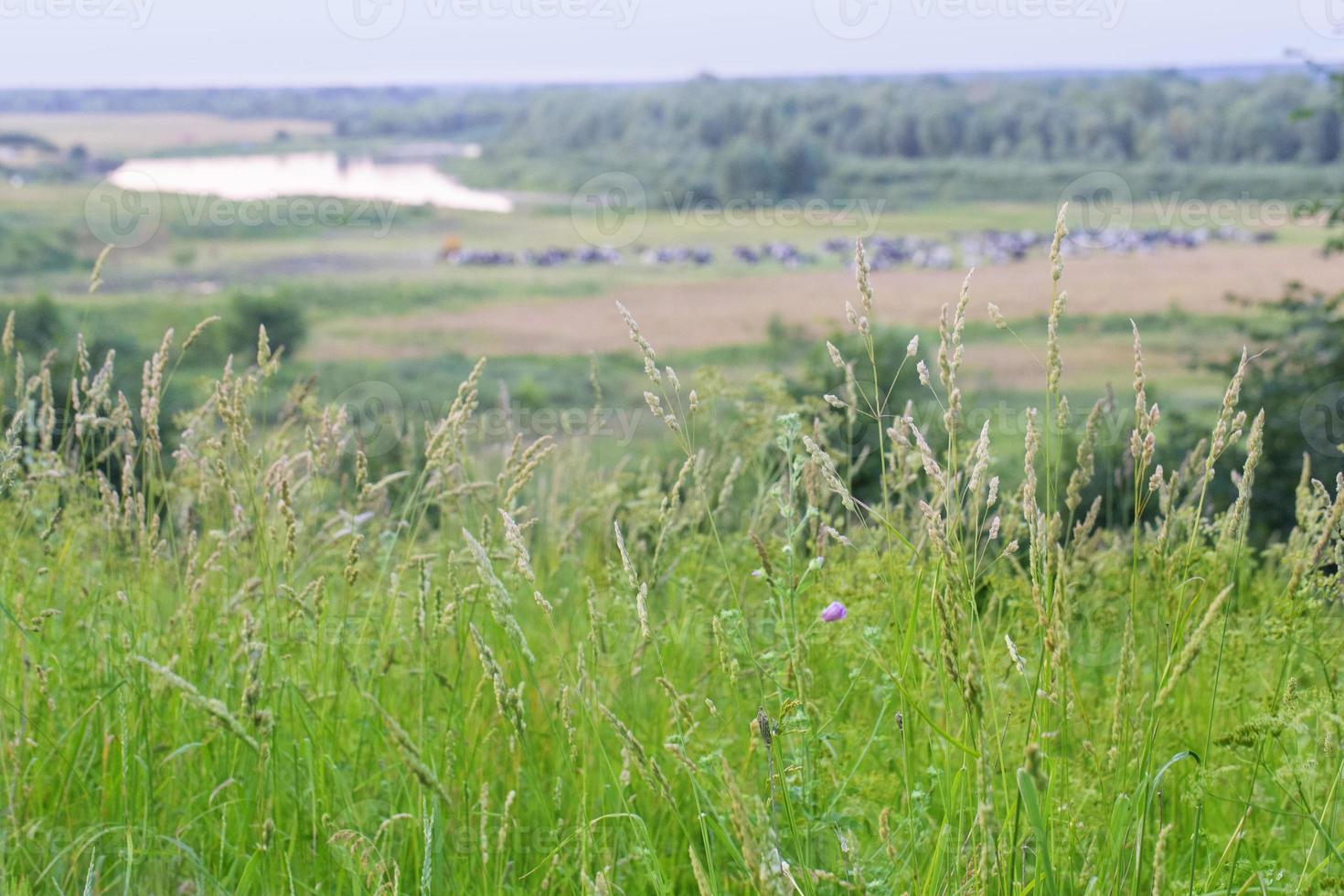 Beautiful natural background with grass and wildflowers. photo