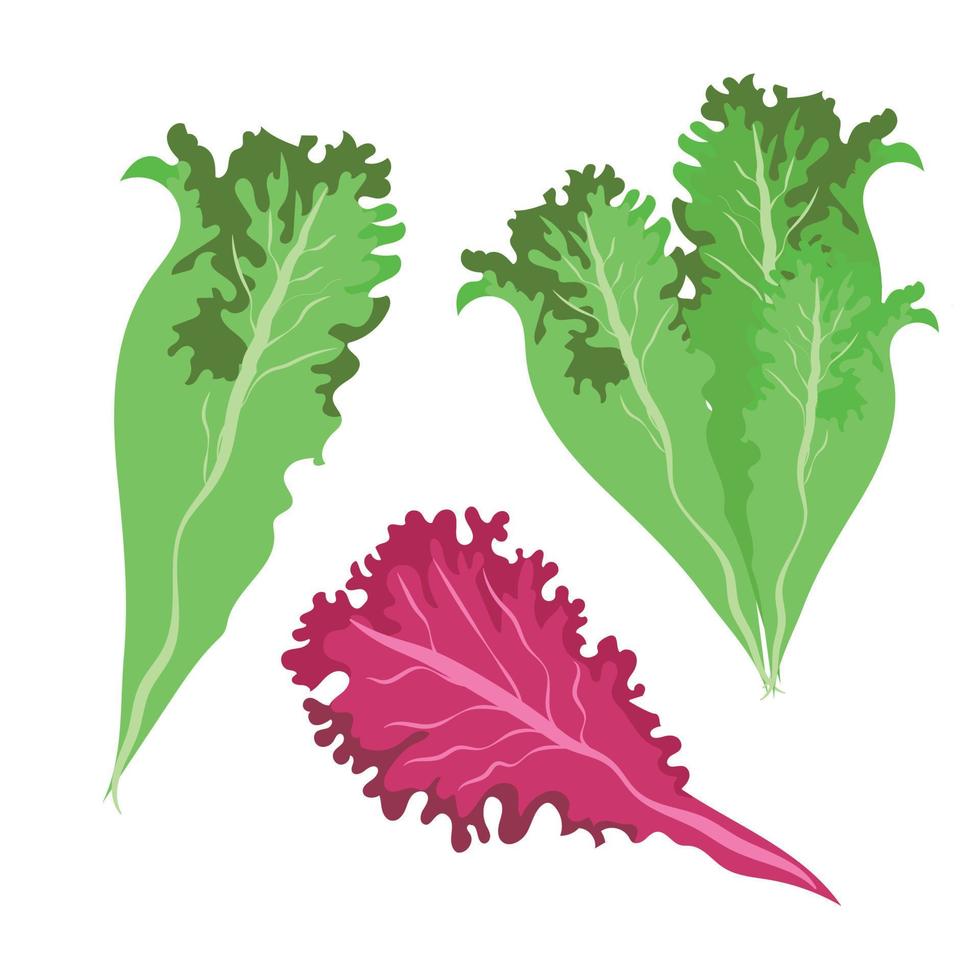 Green salad set leaves lettuce draw on white background. Design element. Vector sketch isolated illustration. Hand drawn cooking food.