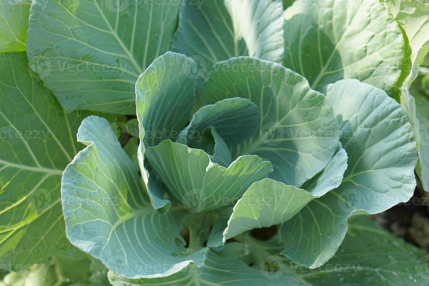 lettuce for eating Grown without chemicals 19089498 Stock Photo at Vecteezy