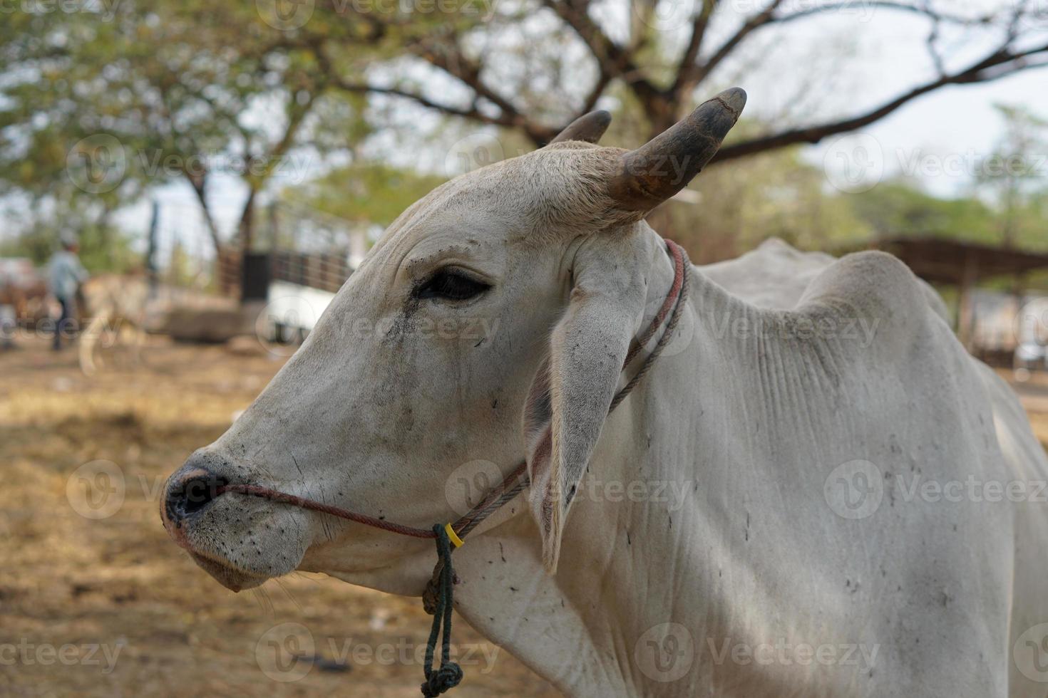 cows were brought by their owners to be sold at the market. photo