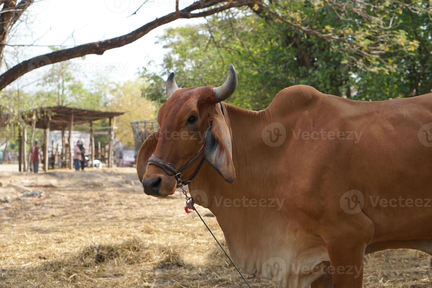 cows were brought by their owners to be sold at the market. photo