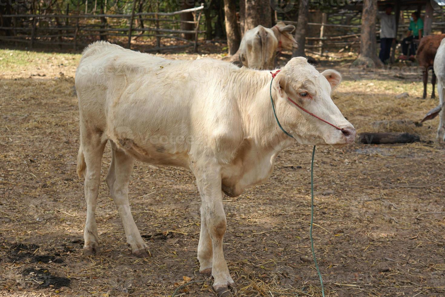 cows were brought by their owners to be sold at the market. photo