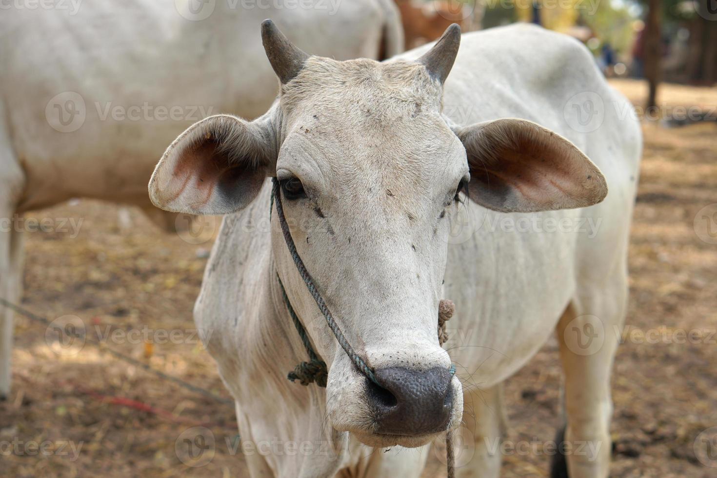 cows were brought by their owners to be sold at the market. photo