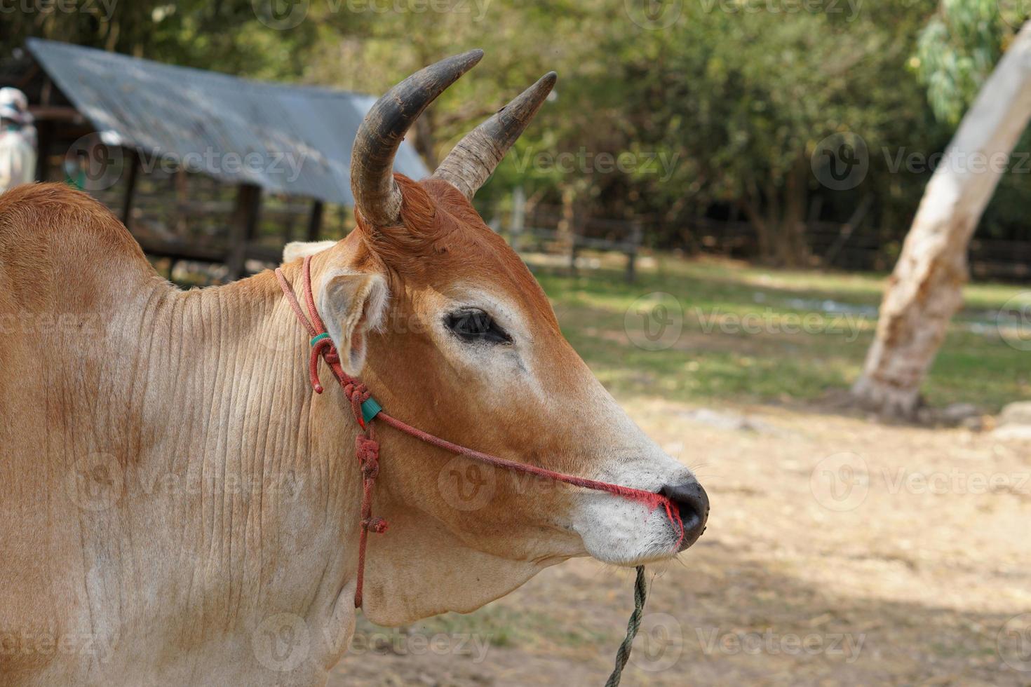 cows were brought by their owners to be sold at the market. photo