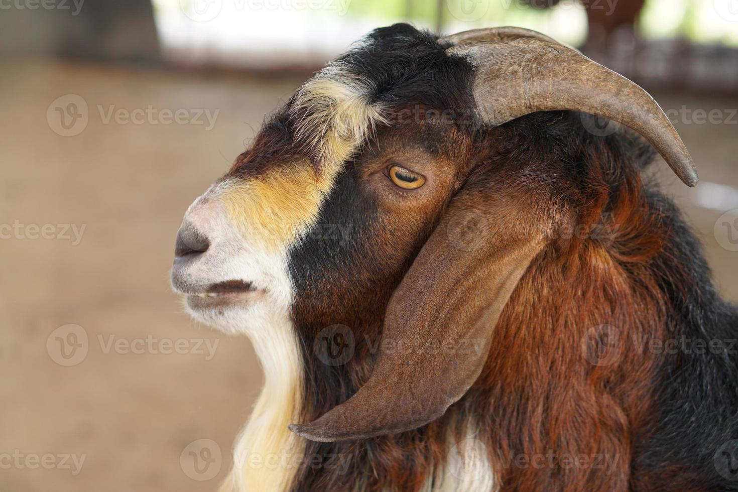 Goats in the farm waiting for visitors photo