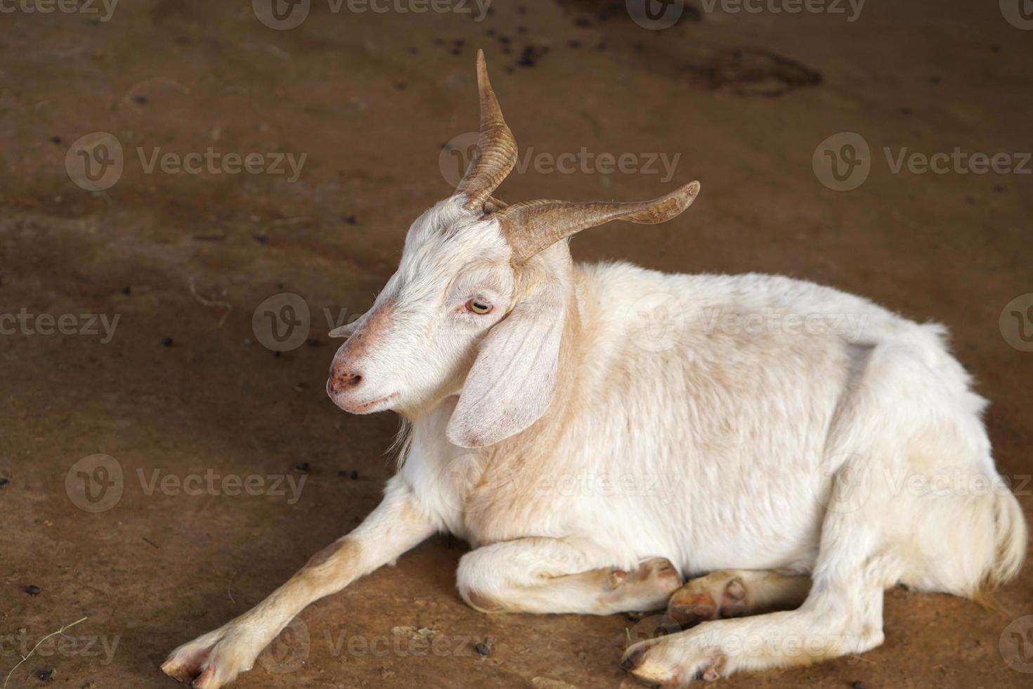 Goats in the farm waiting for visitors photo