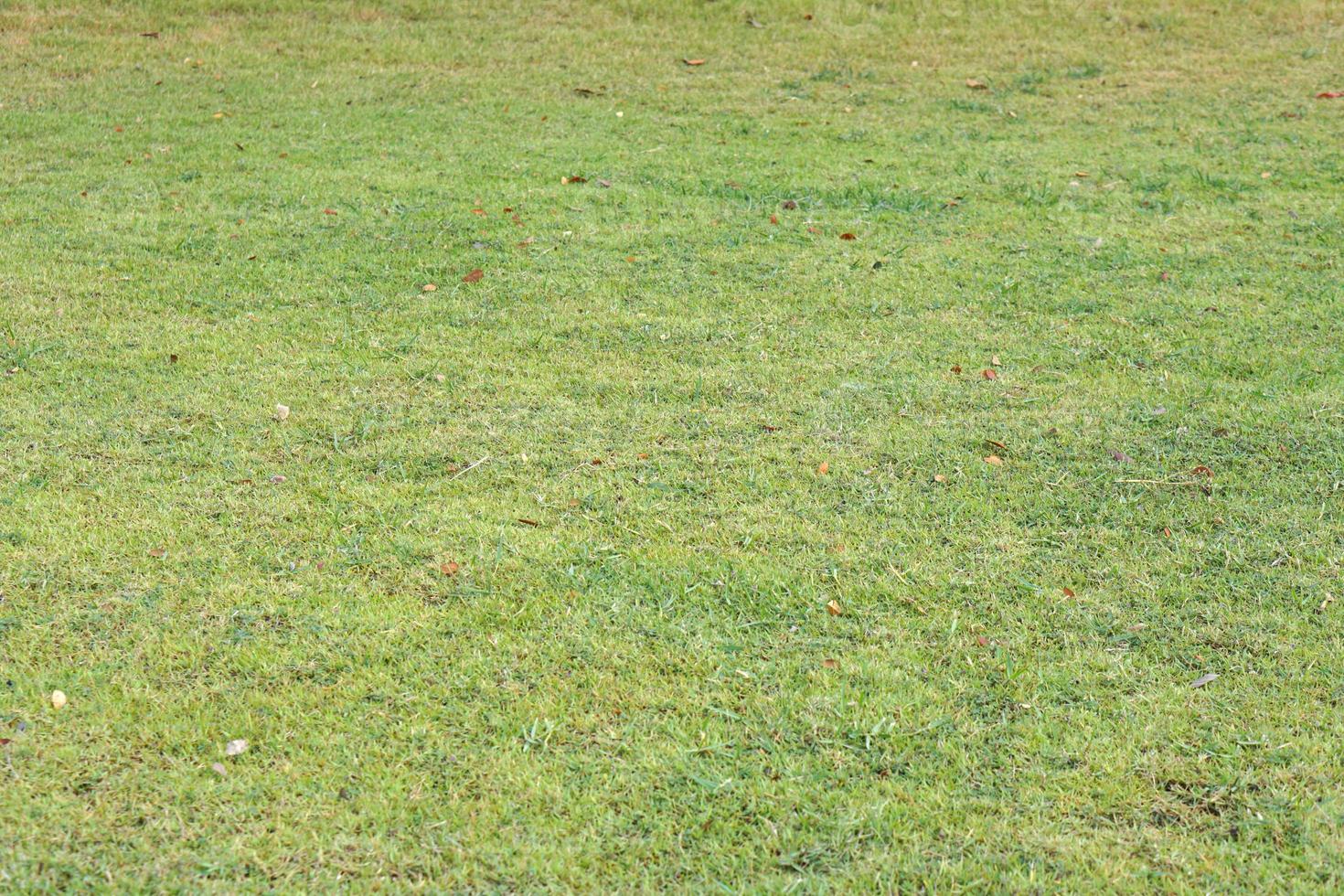 green grass background in the field photo