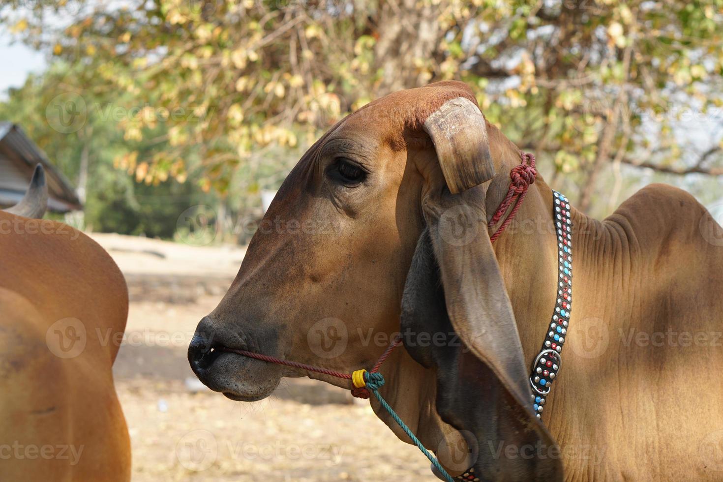 cows were brought by their owners to be sold at the market. photo