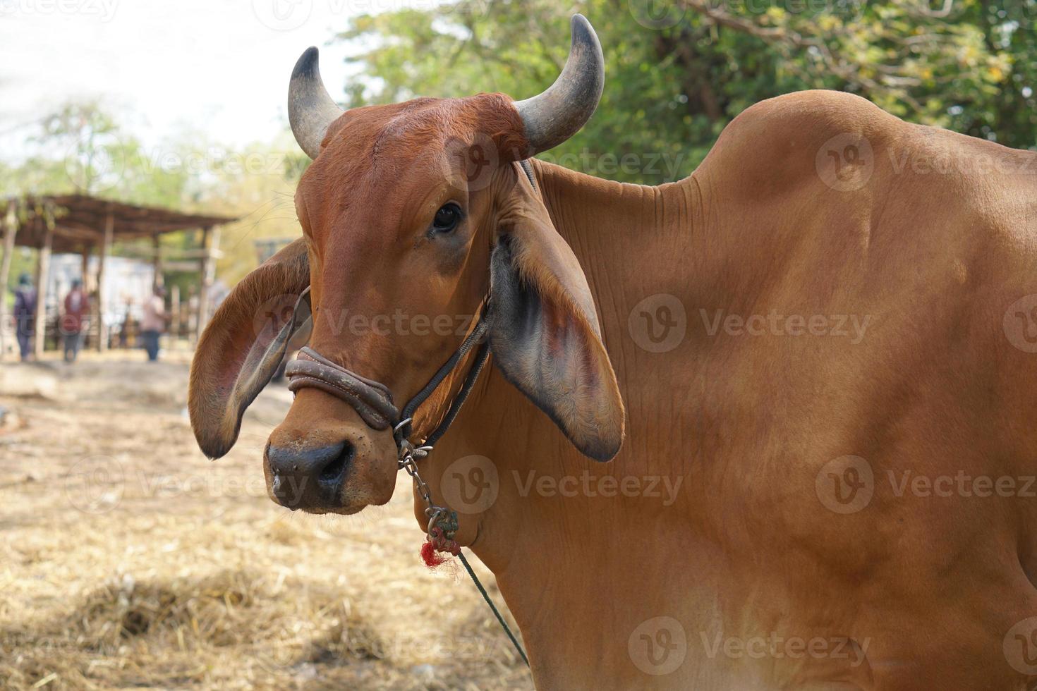 cows were brought by their owners to be sold at the market. photo