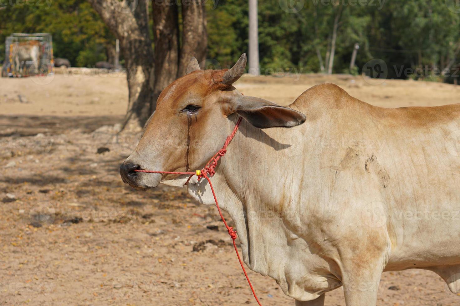 cows were brought by their owners to be sold at the market. photo