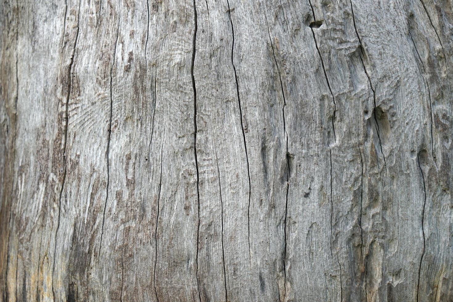 decayed wood background patterned from cracking photo