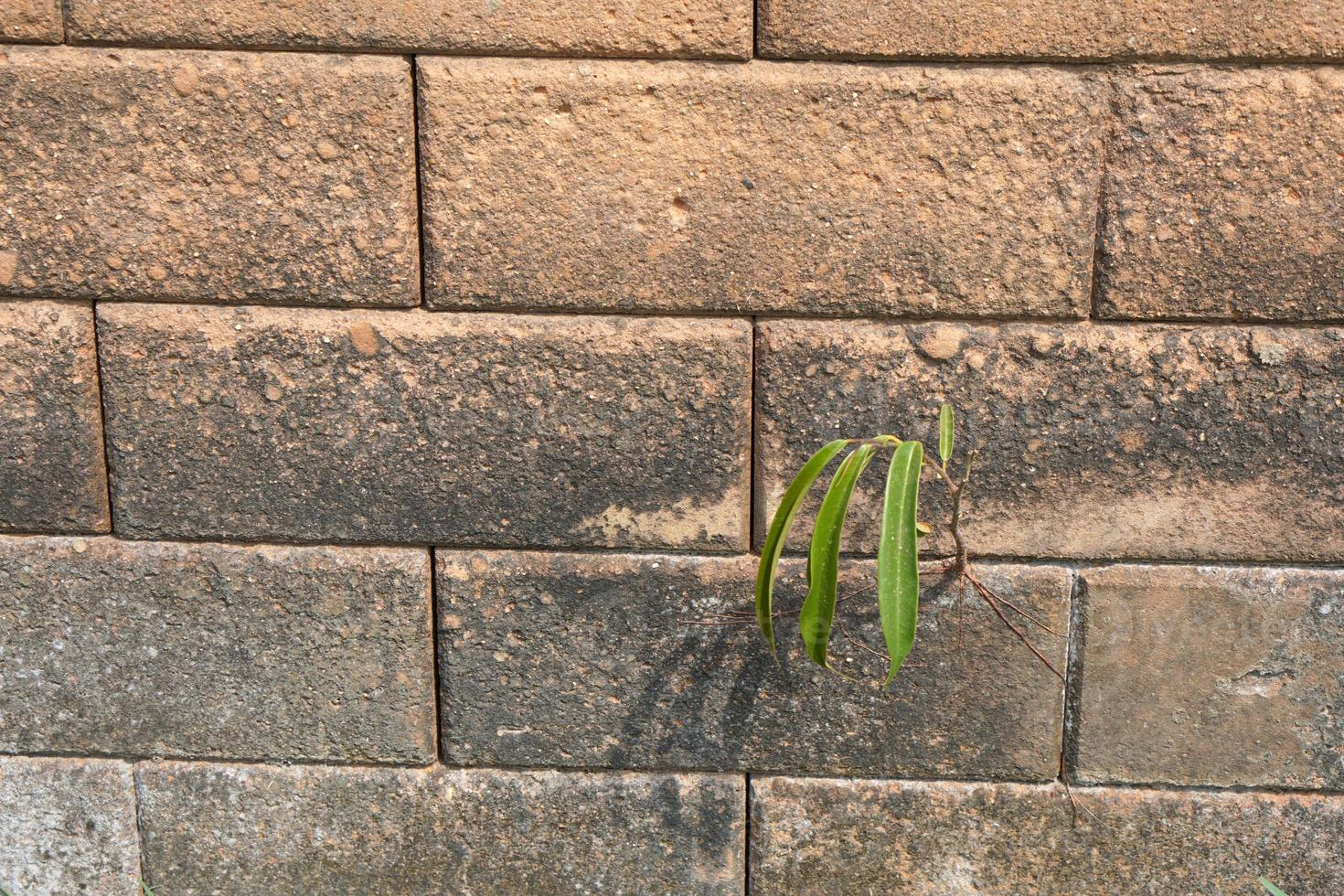 Tree background growing on a brick wall photo