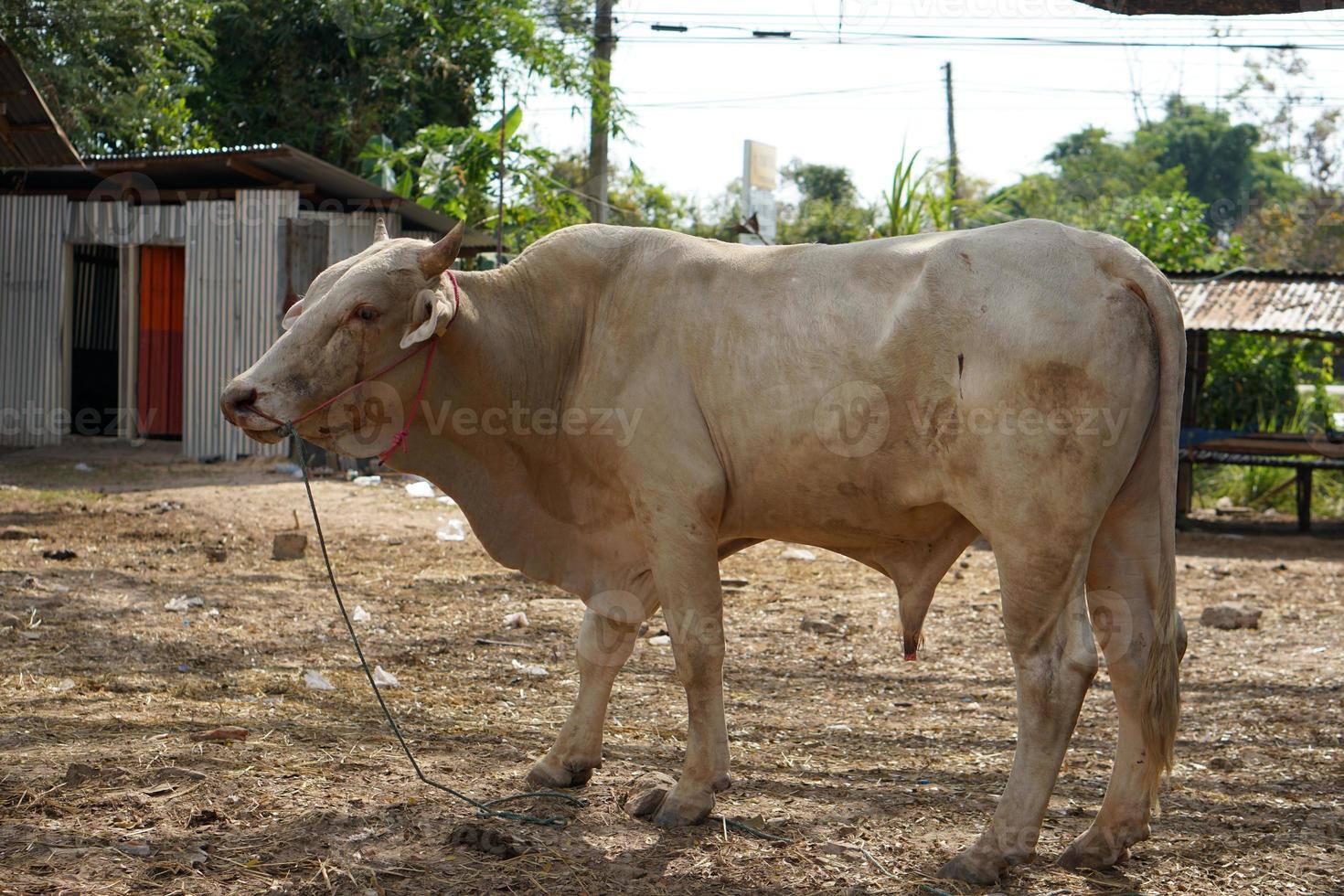 cows were brought by their owners to be sold at the market. photo