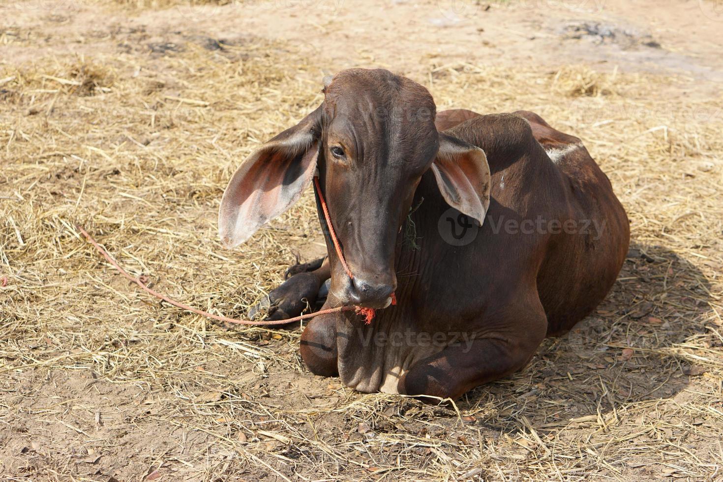 cows were brought by their owners to be sold at the market. photo