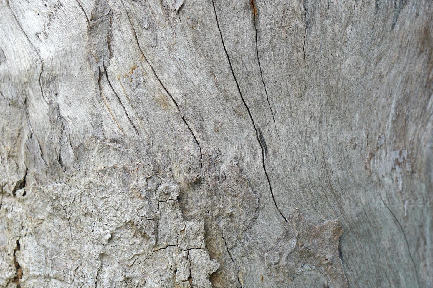 fondo de madera podrida modelada por grietas foto