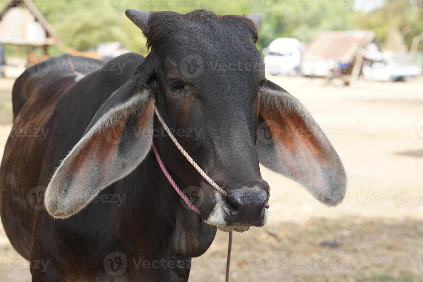 cows were brought by their owners to be sold at the market. photo