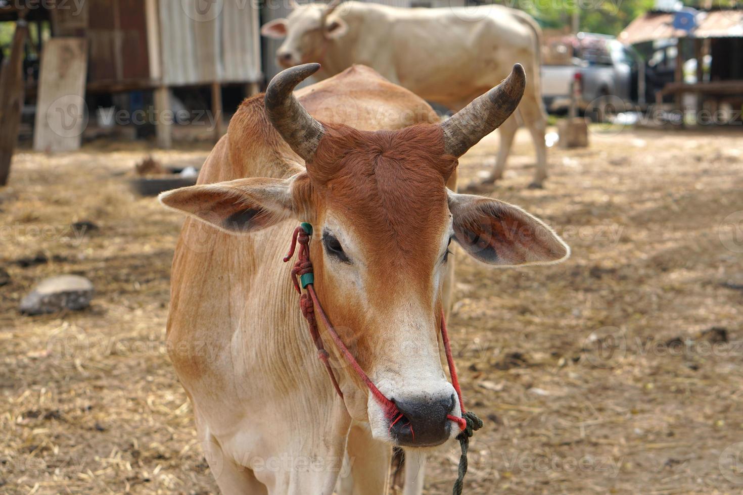 cows were brought by their owners to be sold at the market. photo