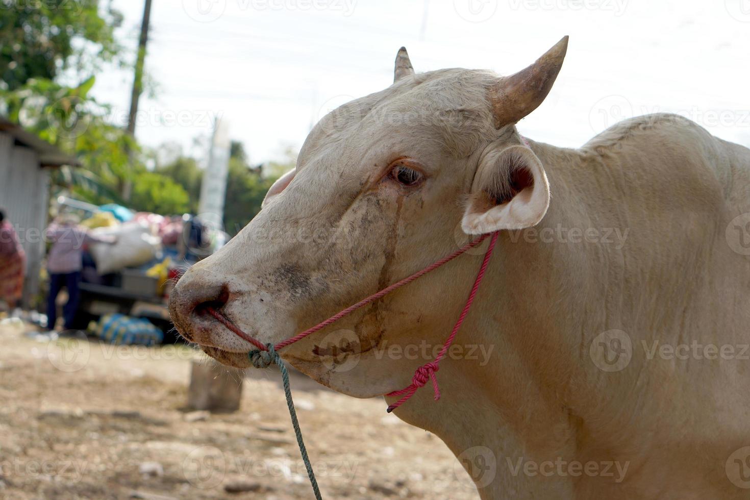 cows were brought by their owners to be sold at the market. photo